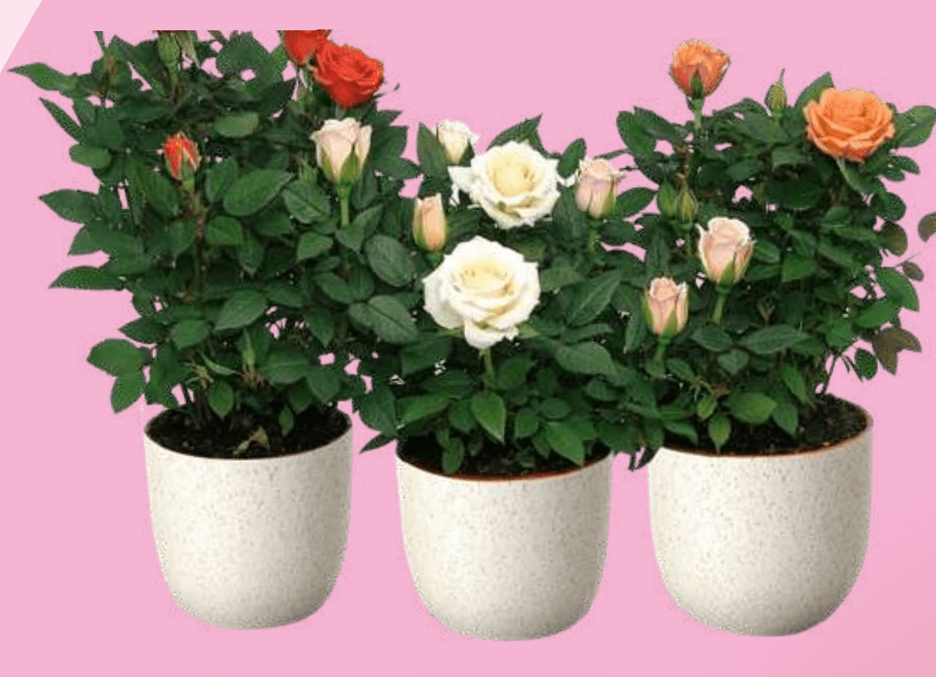 Vrtnica premera 12 cm - Akcija v trgovini Spar