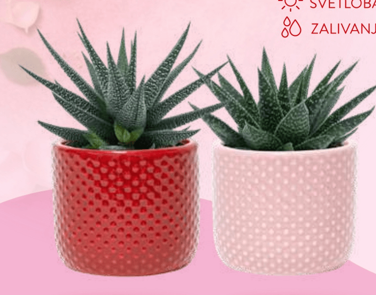 Sukulenta premera 6 cm - Akcija v trgovini Spar