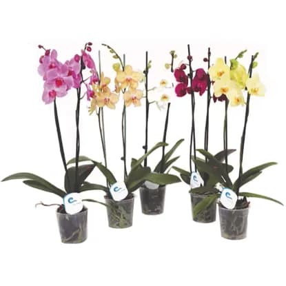 Ocean Orchids 2-stebelna orhideja Akcija v trgovini Spar