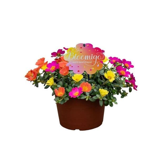 Enoletnica Portulaca nana ø 19 cm lonček Akcija v trgovini Merkur