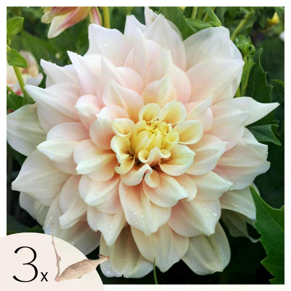 Dalije ali Gladiole - Akcija v trgovini E.Leclerc