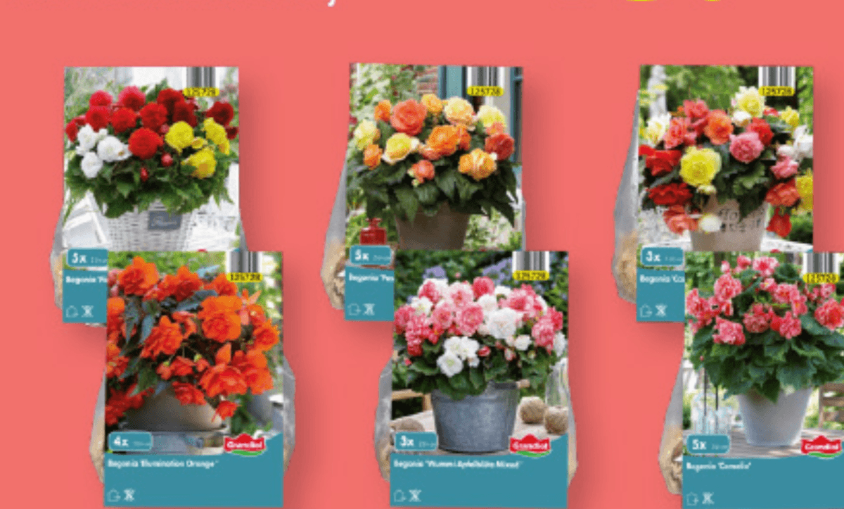 Gomolji begonije 3-5 gomoljev - Akcija v trgovini Lidl