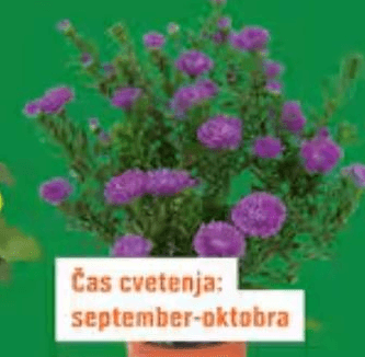 Astra Akcija v trgovini Obi