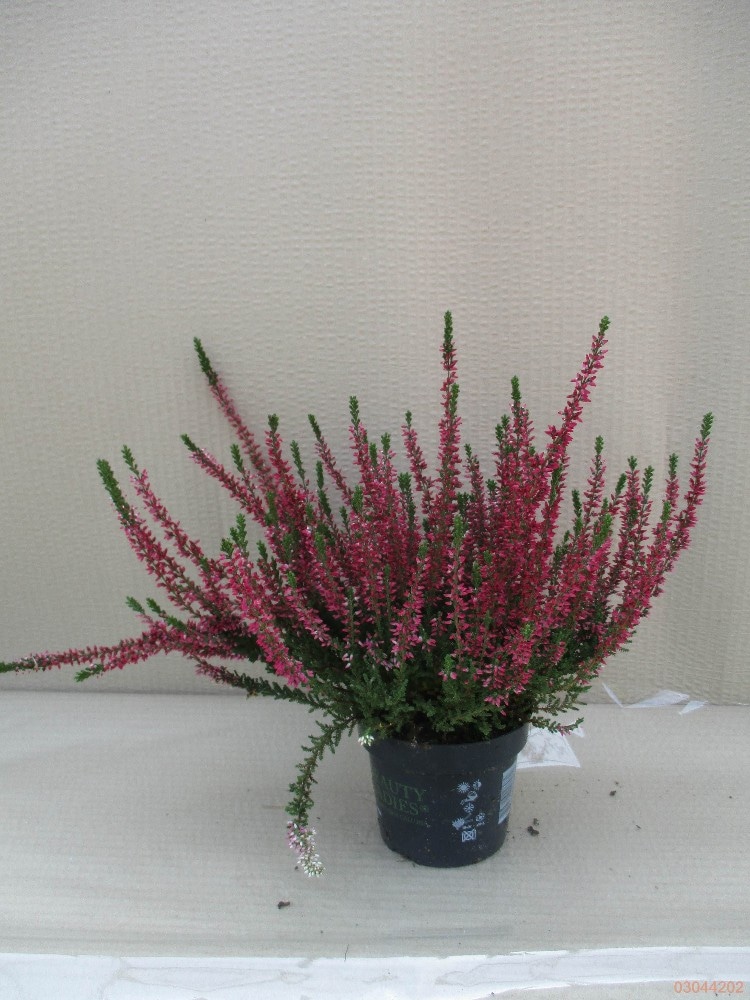 Sadika Calluna T10/15 cm Akcija v trgovini Pevex
