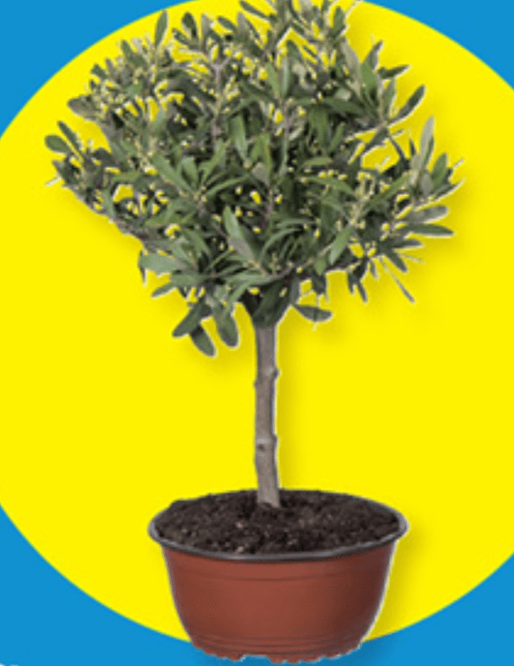 Oljka Ø pribl. 20 cm, višina: pribl. 42 do 48 cm Akcija v trgovini Lidl