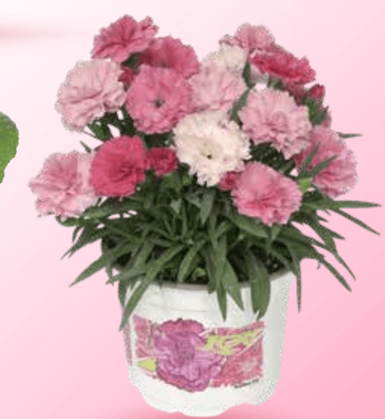 Nagelj - Akcija v trgovini Spar