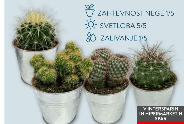 Kaktus - Akcija v trgovini Spar