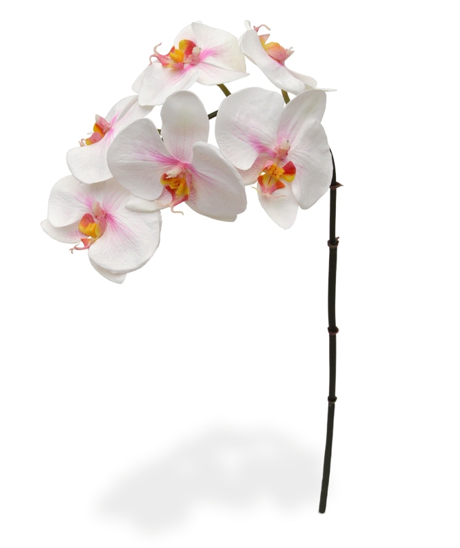 Lončnica ORHIDEJA PHALAENOPSIS 1 veja - Akcija v trgovini Pevex