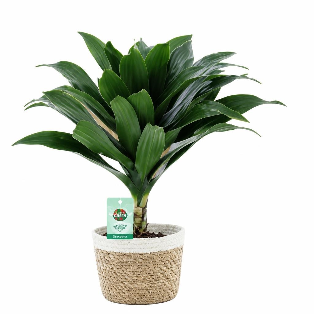 Dracena Akcija v trgovini Spar