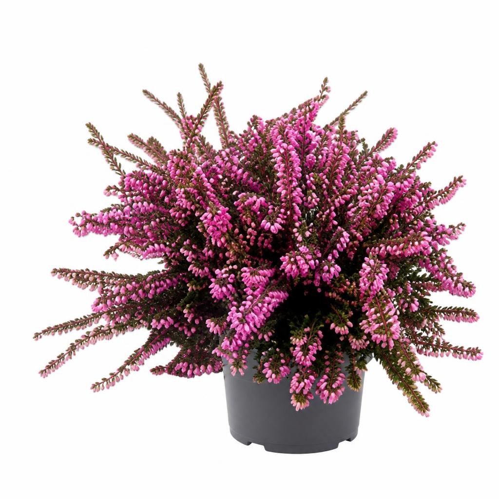 Sadika Erica x darleyensis Ø 12, 20 cm Akcija v trgovini Pevex
