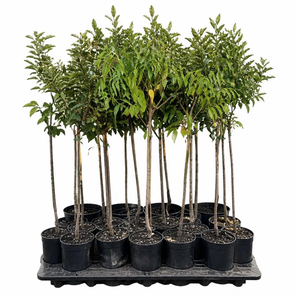 EuroPlant Kaki Akcija v trgovini Jager