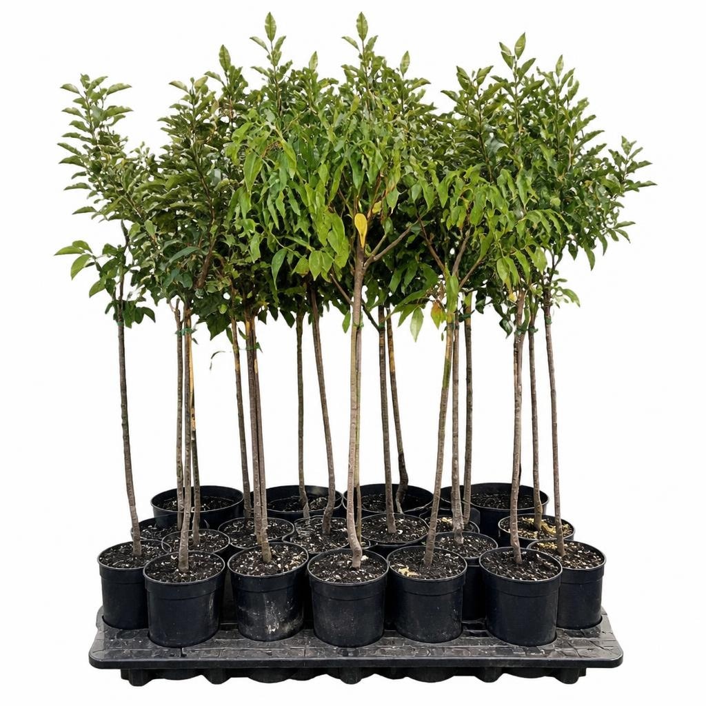 EuroPlant Kaki Akcija v trgovini Jager