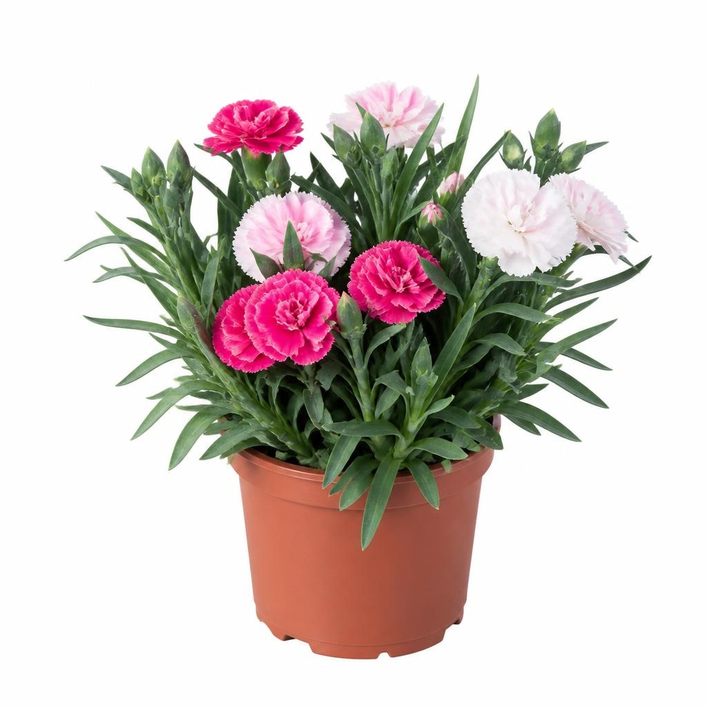 Vrtni nageljček Ø pribl. 9 cm, višina: pribl. 20 do 24 cm - Akcija v trgovini Lidl
