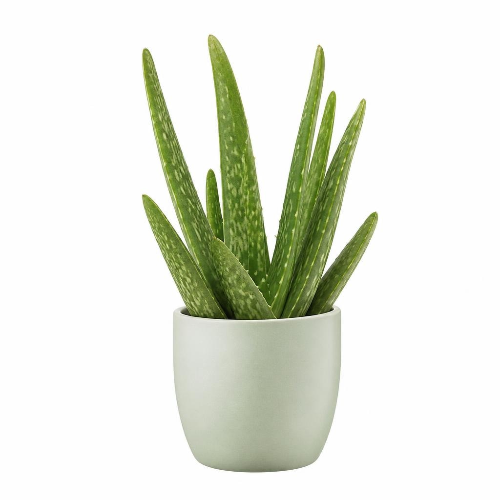 Aloe vera Akcija v trgovini Hofer
