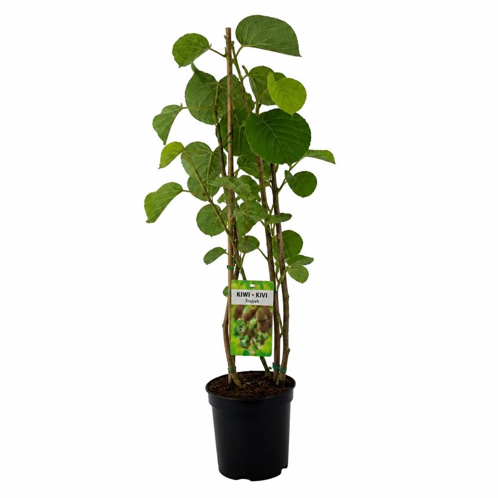 Sadike kivi Trojček Akcija v trgovini Jager