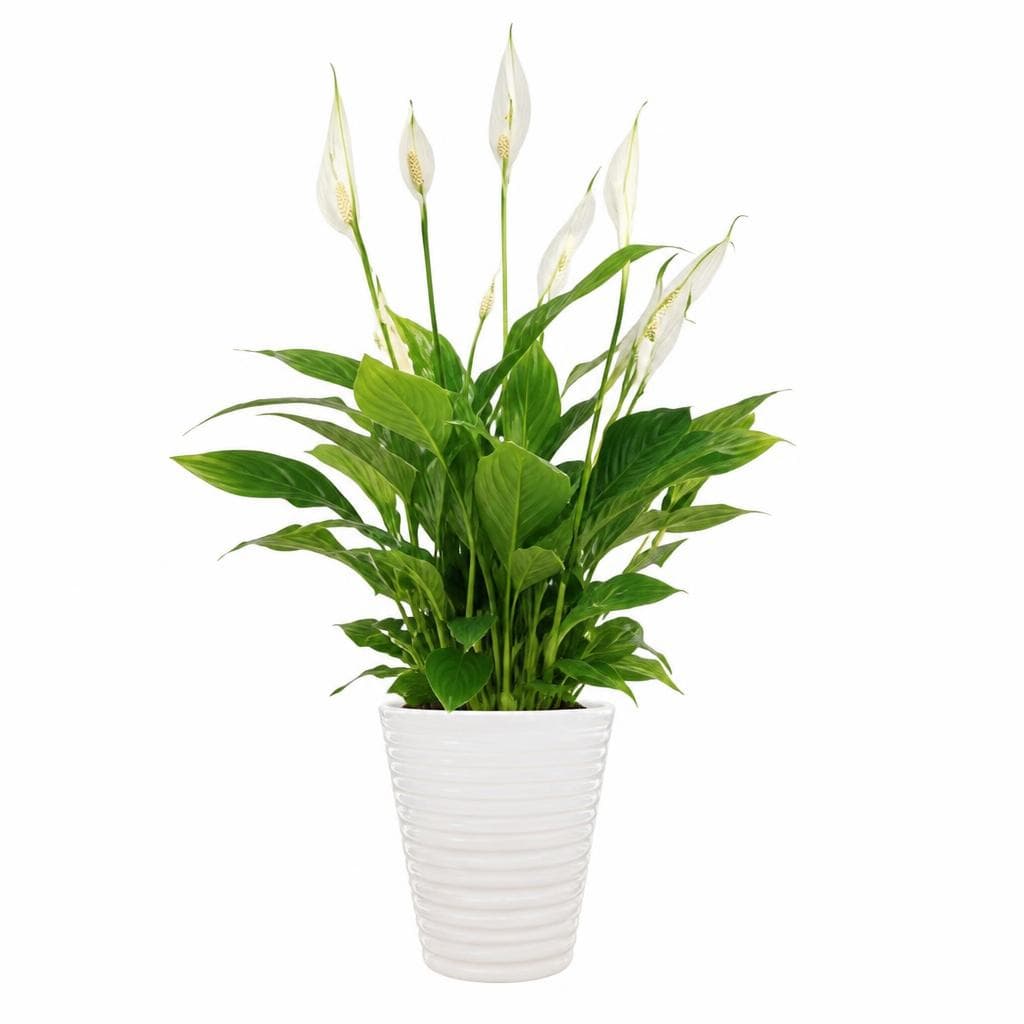 Lončnica Spathiphyllum v keramičnem lončku Akcija v trgovini Mercator