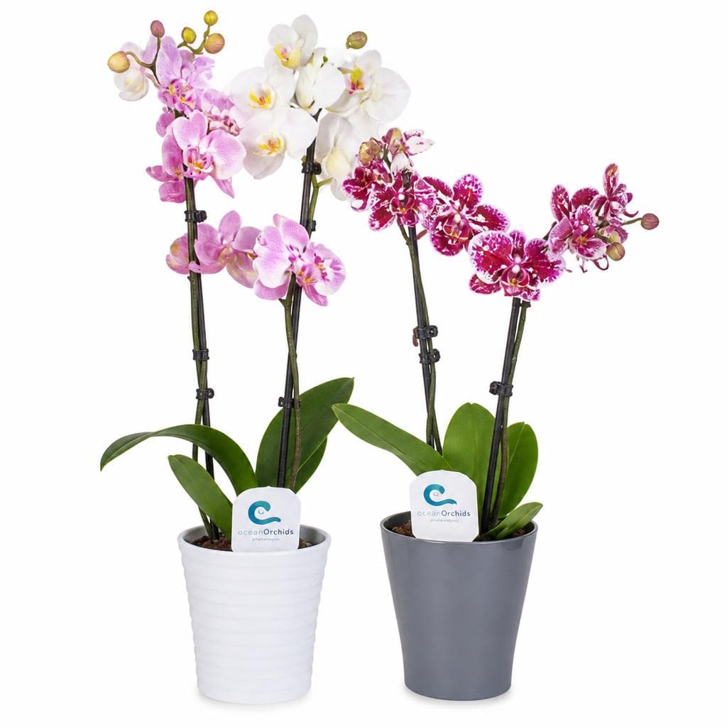 Ocean Orchids 2-stebelna orhideja Akcija v trgovini Spar