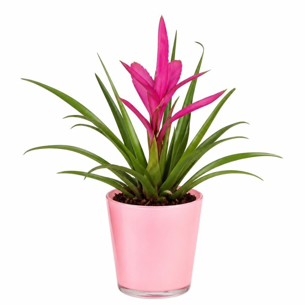 Bromelija Akcija v trgovini Hofer